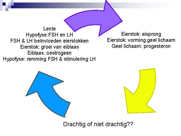 Lente Hypofyse: FSH en LH FSH & LH beïnvloeden eierstokken Eierstok: groei van eiblaas