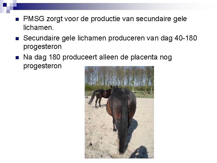 n n n PMSG zorgt voor de productie van secundaire gele lichamen. Secundaire gele