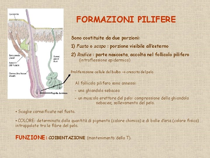 FORMAZIONI PILIFERE Sono costituite da due porzioni: 1) Fusto o scapo : porzione visibile