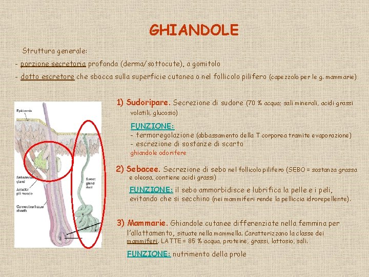 GHIANDOLE Struttura generale: - porzione secretoria profonda (derma/sottocute), a gomitolo - dotto escretore che