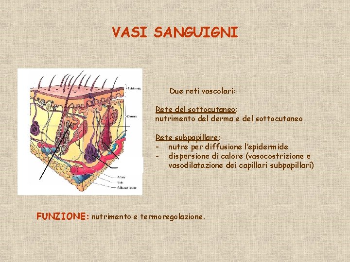 VASI SANGUIGNI Due reti vascolari: Rete del sottocutaneo: nutrimento del derma e del sottocutaneo