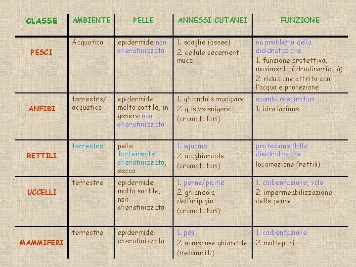 CLASSE AMBIENTE FUNZIONE epidermide non cheratinizzata 1. scaglie (ossee) 2. cellule secernenti muco no