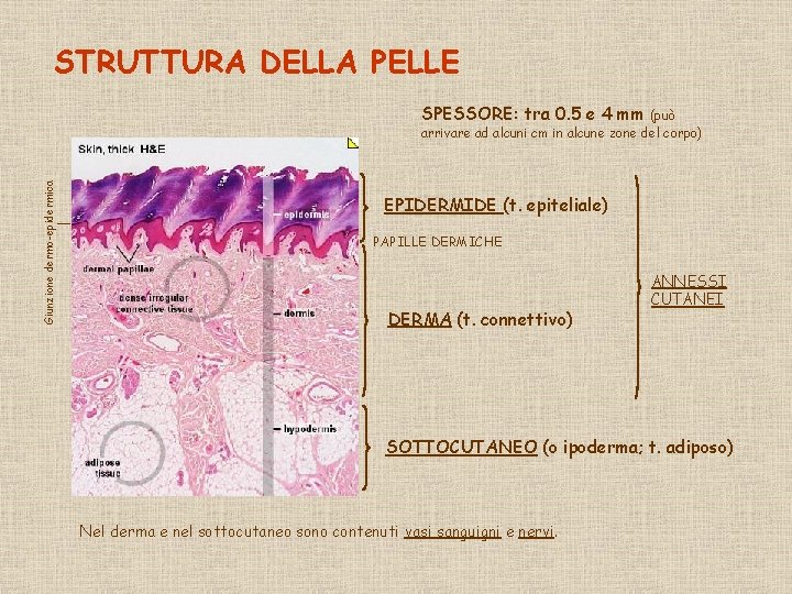 STRUTTURA DELLA PELLE SPESSORE: tra 0. 5 e 4 mm Giunzione dermo-epidermica (può arrivare