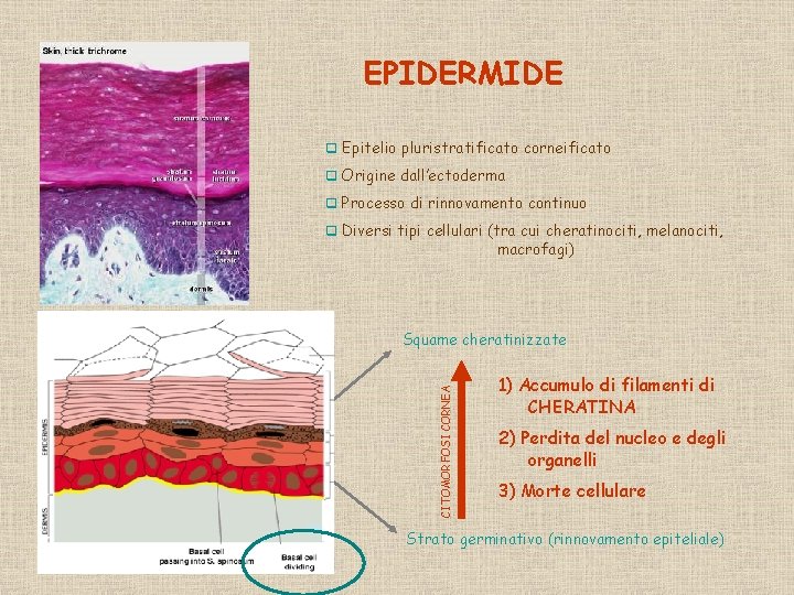 EPIDERMIDE q Epitelio pluristratificato corneificato q Origine dall’ectoderma q Processo di rinnovamento continuo q