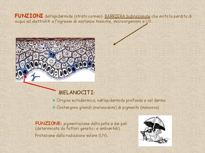 FUNZIONI dell’epidermide (strato corneo): BARRIERA bidirezionale che evita la perdita di acqua ed elettroliti