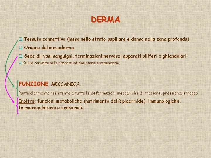 DERMA q Tessuto connettivo (lasso nello strato papillare e denso nella zona profonda) q