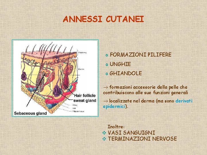 ANNESSI CUTANEI o FORMAZIONI PILIFERE o UNGHIE o GHIANDOLE formazioni accessorie della pelle che