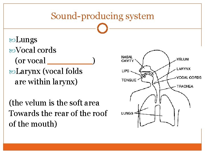 Sound-producing system Lungs Vocal cords (or vocal ____) Larynx (vocal folds are within larynx)