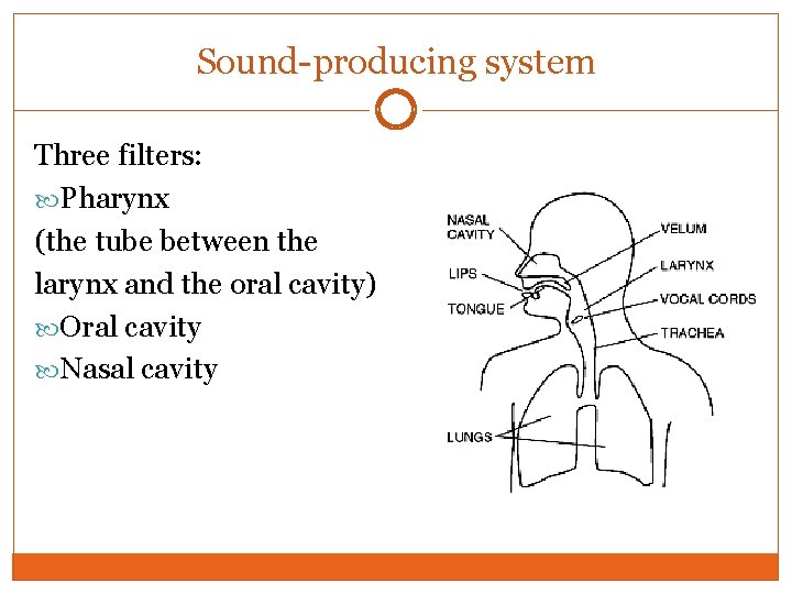 Sound-producing system Three filters: Pharynx (the tube between the larynx and the oral cavity)