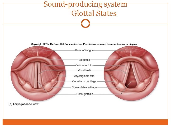 Sound-producing system Glottal States 