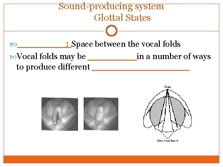 Sound-producing system Glottal States ____: Space between the vocal folds Vocal folds may be