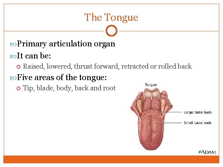 The Tongue Primary articulation organ It can be: Raised, lowered, thrust forward, retracted or