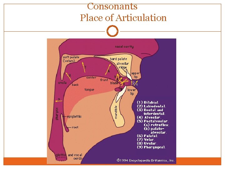 Consonants Place of Articulation 