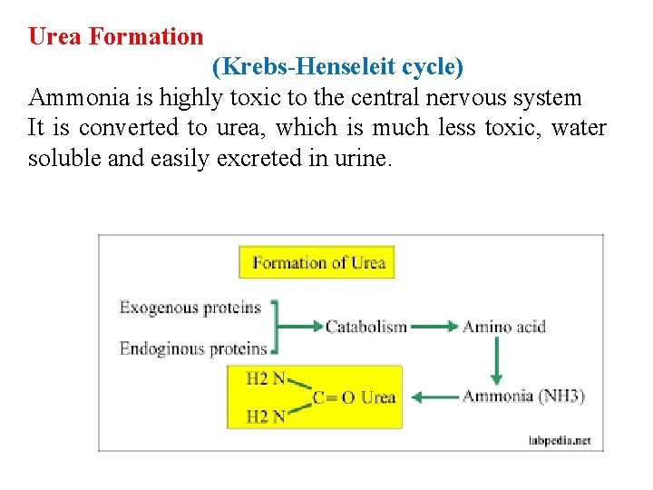 Urea Formation (Krebs-Henseleit cycle) Ammonia is highly toxic to the central nervous system It