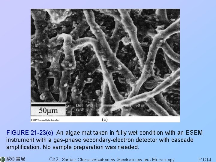 FIGURE 21 -23(c) An algae mat taken in fully wet condition with an ESEM