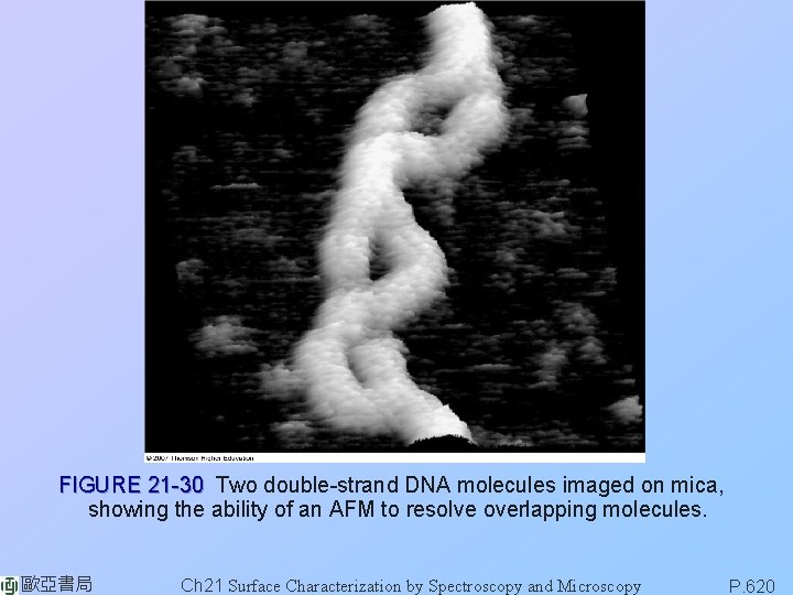 FIGURE 21 -30 Two double-strand DNA molecules imaged on mica, showing the ability of