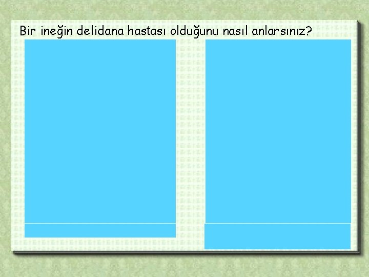 Bir ineğin delidana hastası olduğunu nasıl anlarsınız? Eğer ineğinizin sesi şöyleyse: (Çift tıklayın) ızgaranızın