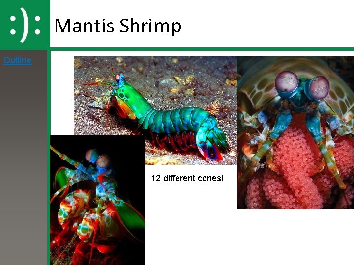 Mantis Shrimp Outline 12 different cones! 
