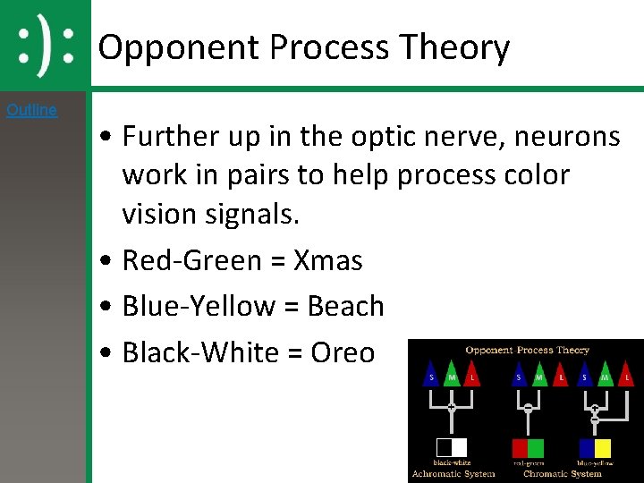 Opponent Process Theory Outline • Further up in the optic nerve, neurons work in