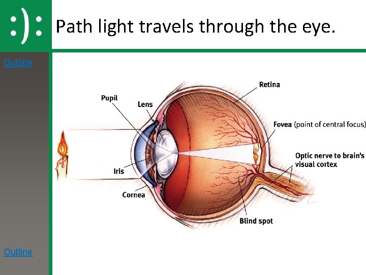 Path light travels through the eye. Outline 