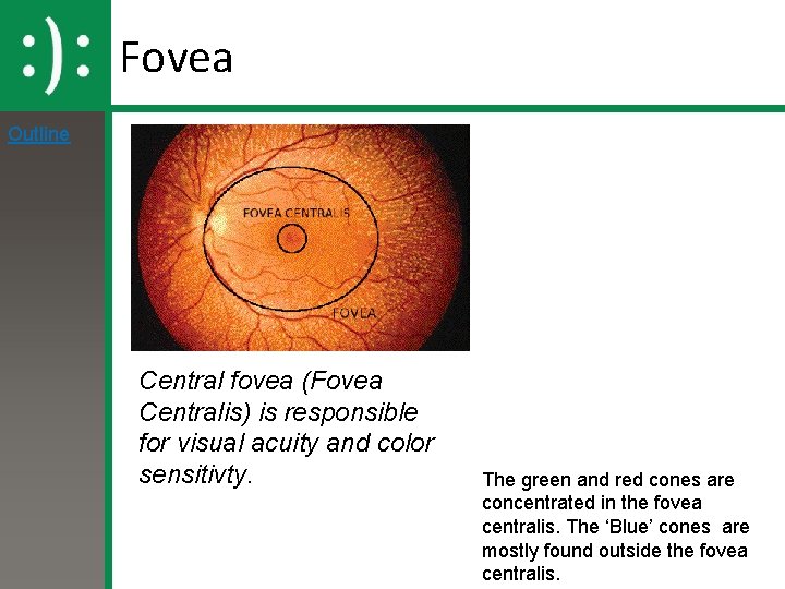 Fovea Outline Central fovea (Fovea Centralis) is responsible for visual acuity and color sensitivty.