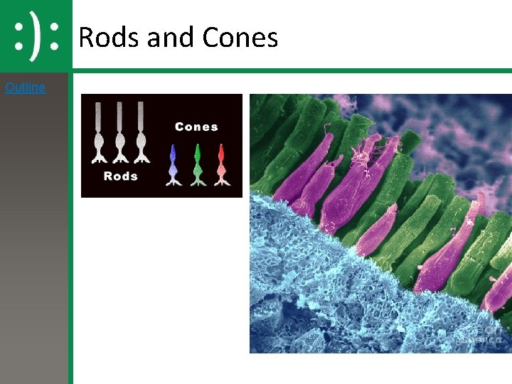 Rods and Cones Outline 