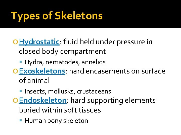 Types of Skeletons Hydrostatic: fluid held under pressure in closed body compartment Hydra, nematodes,