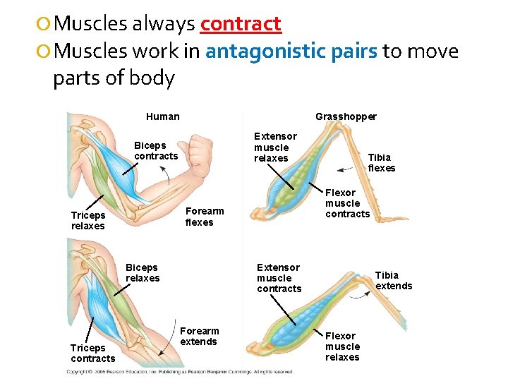  Muscles always contract Muscles work in antagonistic pairs to move parts of body