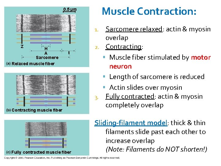 Muscle Contraction: 0. 5 µm Sarcomere relaxed: actin & myosin overlap 2. Contracting: Muscle