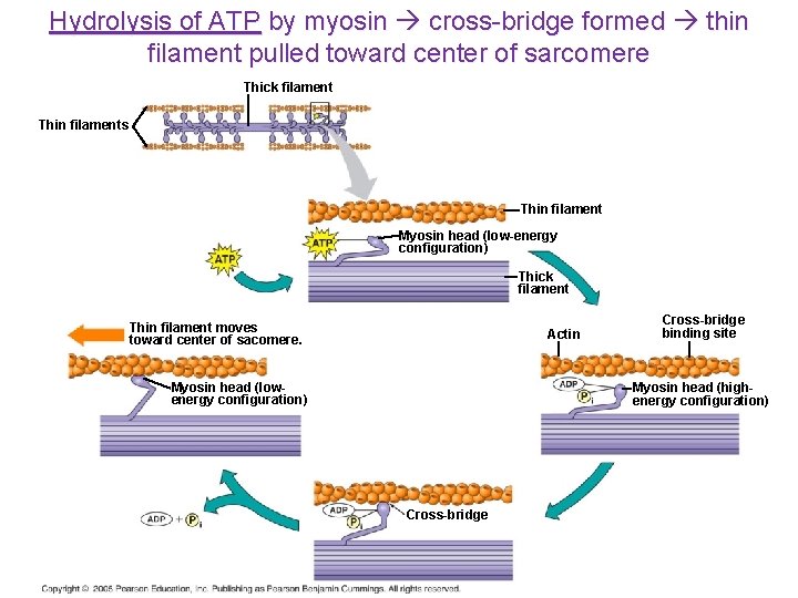Hydrolysis of ATP by myosin cross-bridge formed thin filament pulled toward center of sarcomere