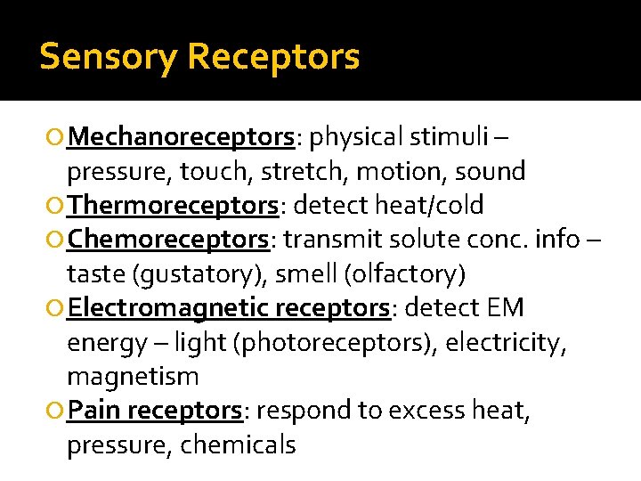 Sensory Receptors Mechanoreceptors: physical stimuli – pressure, touch, stretch, motion, sound Thermoreceptors: detect heat/cold