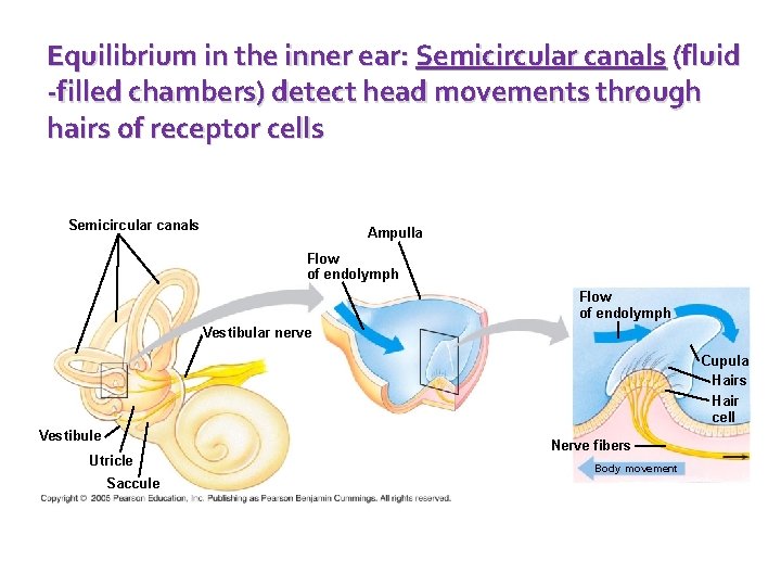 Equilibrium in the inner ear: Semicircular canals (fluid -filled chambers) detect head movements through