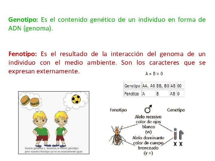 Genotipo: Es el contenido genético de un individuo en forma de ADN (genoma). Fenotipo: