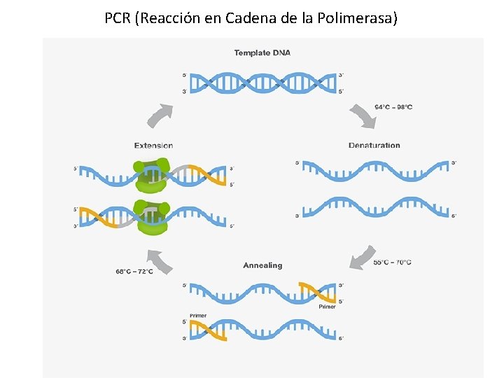 PCR (Reacción en Cadena de la Polimerasa) 