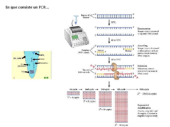 En que consiste un PCR … Mg. Cl 2 PCR - Buffer 