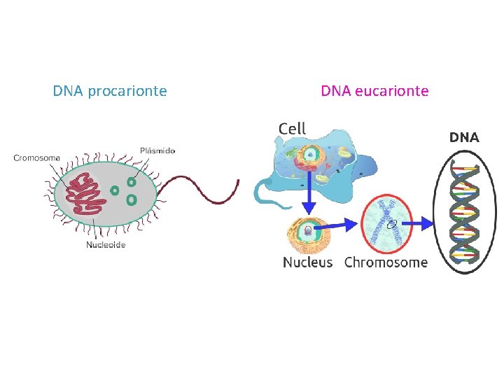 DNA procarionte DNA eucarionte 