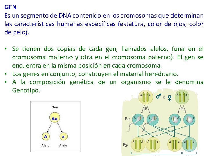 GEN Es un segmento de DNA contenido en los cromosomas que determinan las características