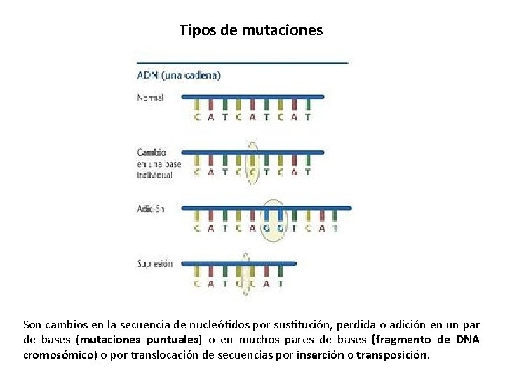 Tipos de mutaciones Son cambios en la secuencia de nucleótidos por sustitución, perdida o