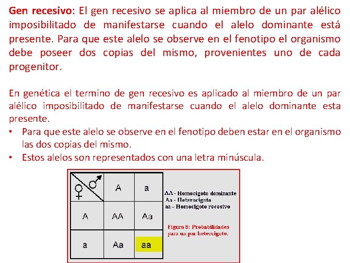 Gen recesivo: El gen recesivo se aplica al miembro de un par alélico imposibilitado