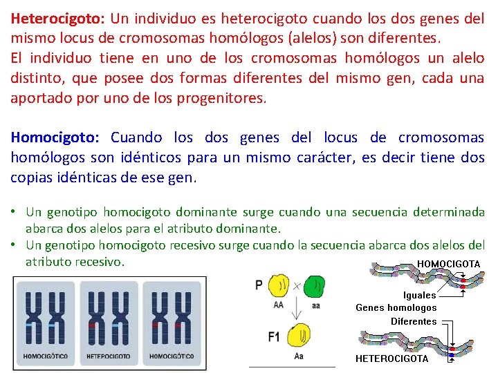 Heterocigoto: Un individuo es heterocigoto cuando los dos genes del mismo locus de cromosomas