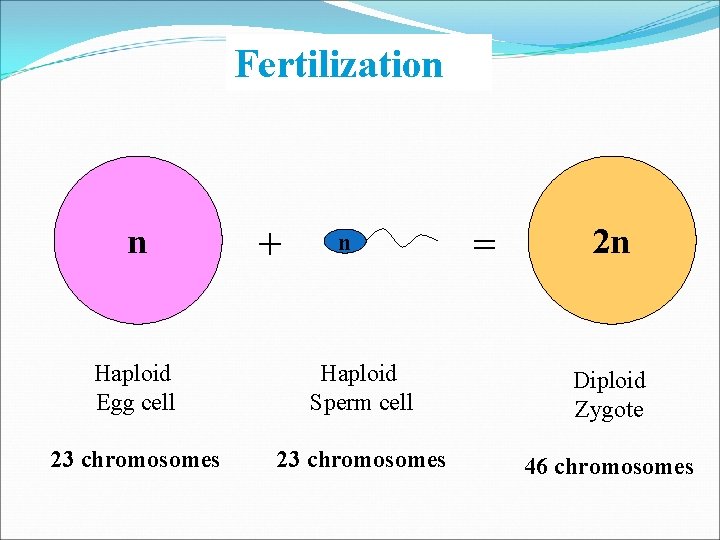 Fertilization n + n = 2 n Haploid Egg cell Haploid Sperm cell Diploid