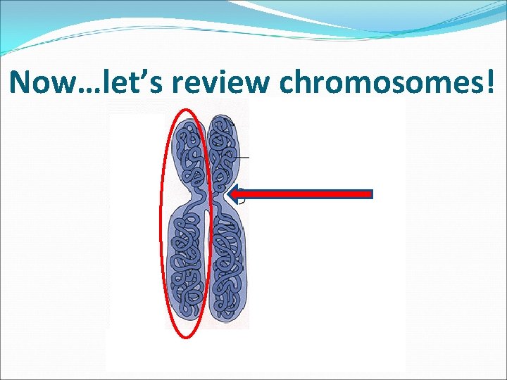 Now…let’s review chromosomes! 