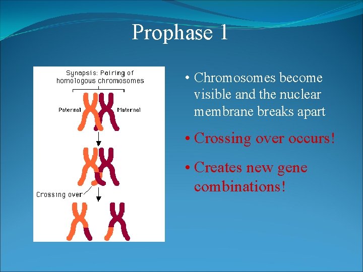 Prophase 1 • Chromosomes become visible and the nuclear membrane breaks apart • Crossing