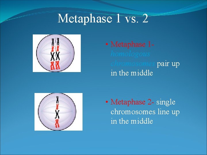 Metaphase 1 vs. 2 • Metaphase 1 homologous chromosomes pair up in the middle