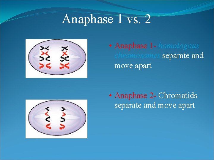 Anaphase 1 vs. 2 • Anaphase 1 - homologous chromosomes separate and move apart