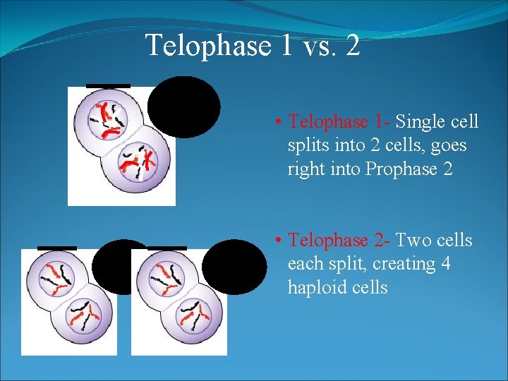 Telophase 1 vs. 2 • Telophase 1 - Single cell splits into 2 cells,