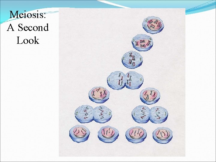 Meiosis: A Second Look 