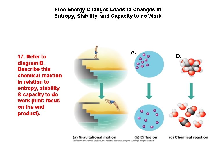 Free Energy Changes Leads to Changes in Entropy, Stability, and Capacity to do Work