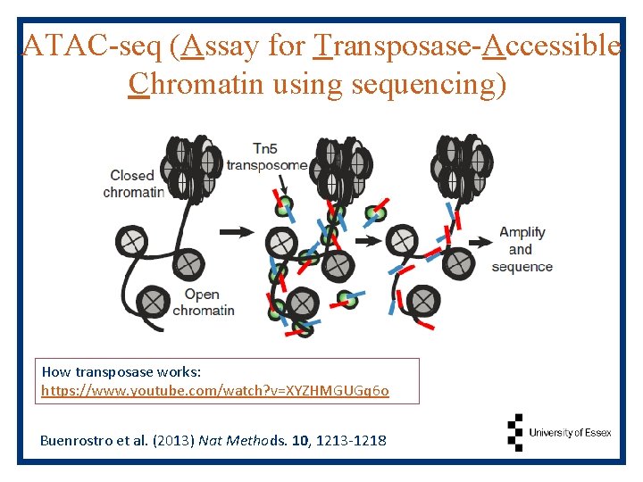 ATAC-seq (Assay for Transposase-Accessible Chromatin using sequencing) How transposase works: https: //www. youtube. com/watch?
