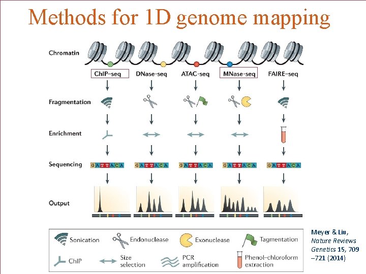 Methods for 1 D genome mapping MM Meyer & Liu, Nature Reviews Genetics 15,